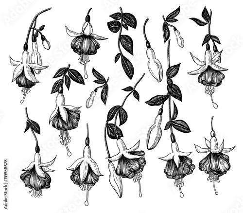 Fotografiet Colection of hand drawn fuchsia flowers on white background