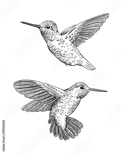 Set of 2 hand drawn hummingbirds on white background.Elements for design.