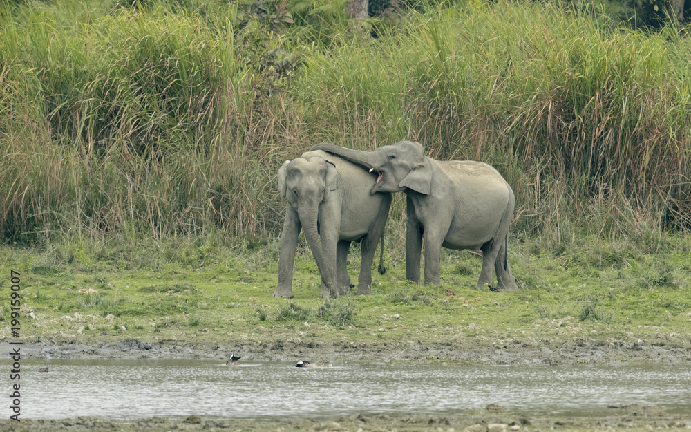 Obraz premium herd of elephants