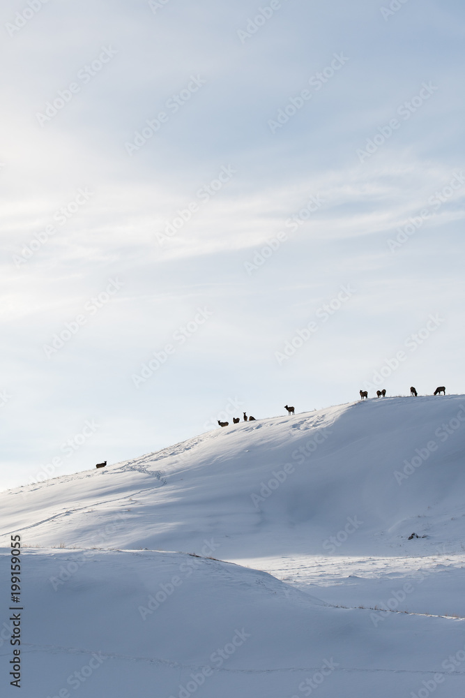 Elk herd in the winter landscape