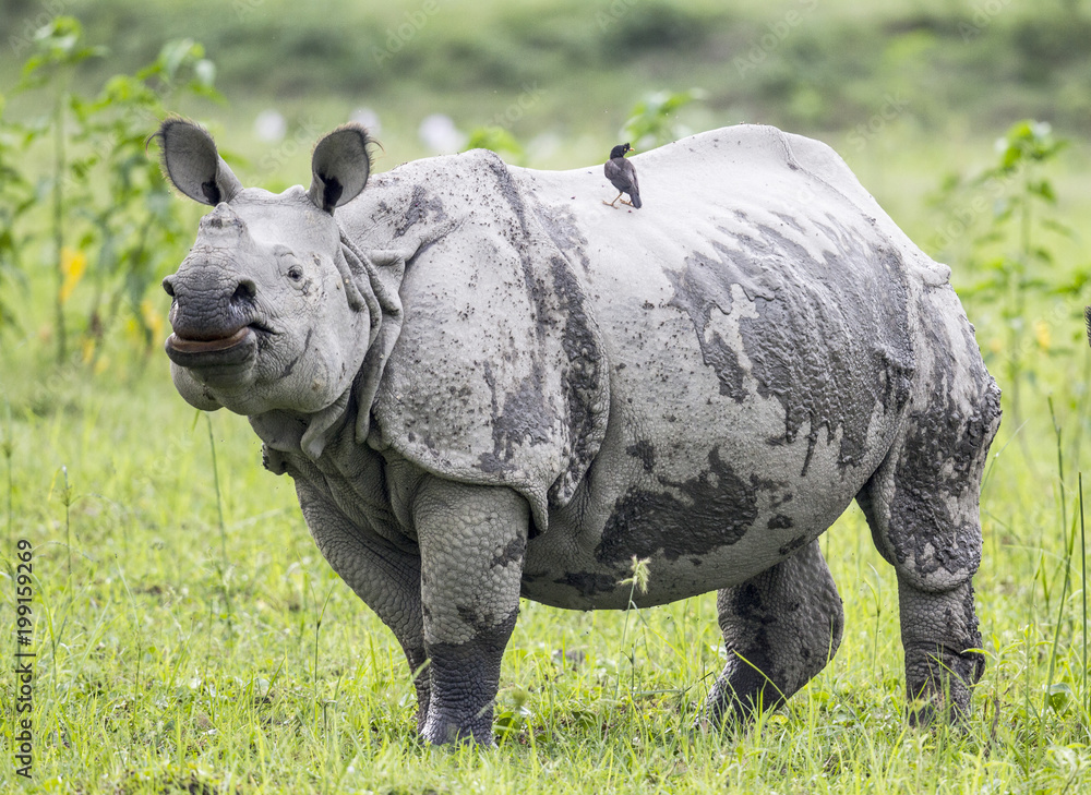 Fototapeta premium Rhino