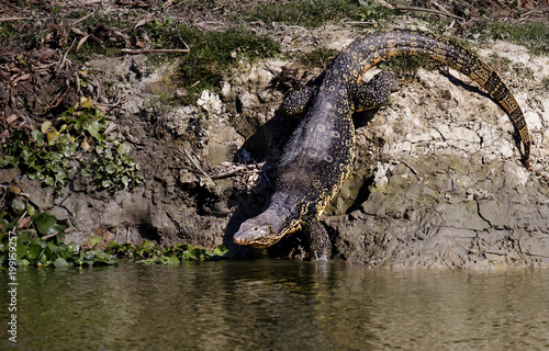 crocodile in water