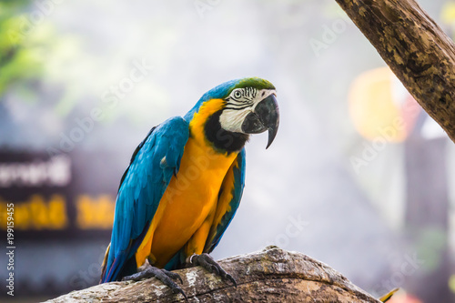 Macaw bird Parrots standing on wood    