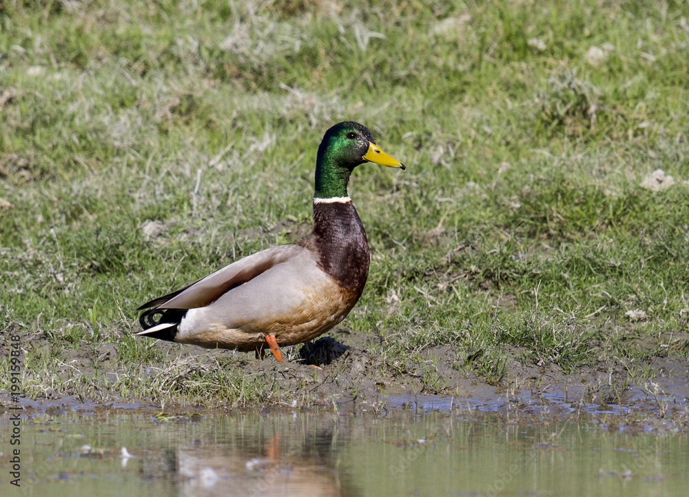 Obraz premium mallard duck
