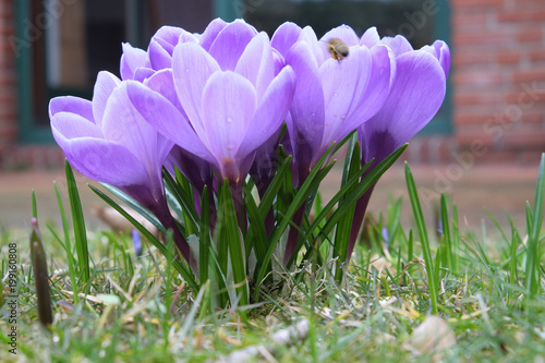 Fotografie Krokus - Crocus vernus