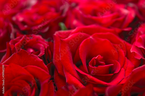 Natural red roses background.Using of soft macro shoot . Love  wedding celebration   abstract background. Backdrop  for love valentine day wedding .