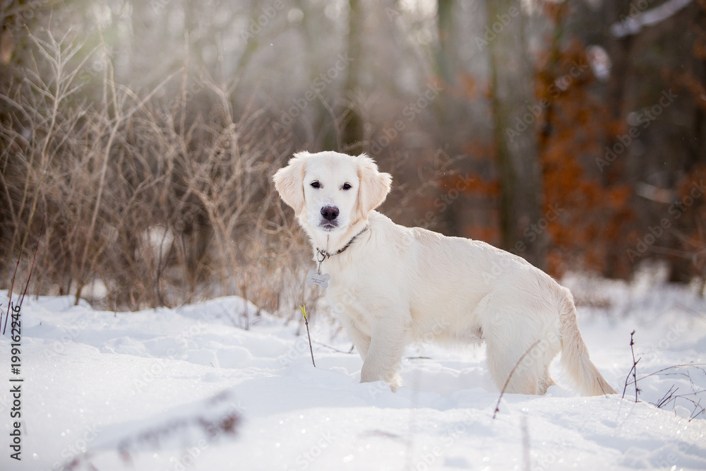 Golden Retriever dog in the winter forest