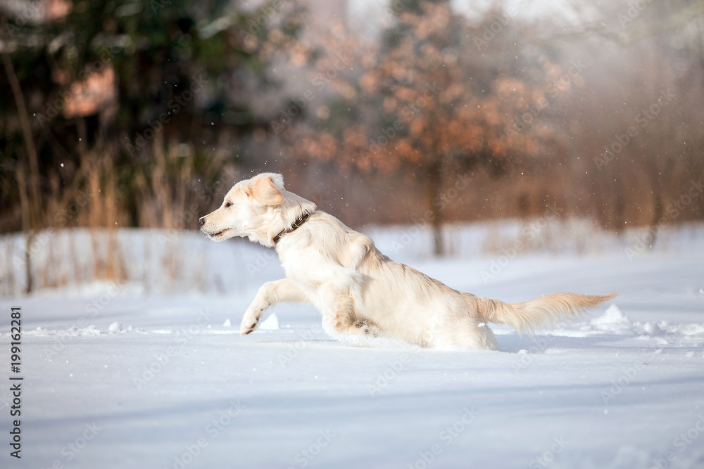 Golden Retriever dog in the winter forest Golden Retriever dog in the winter forest