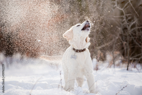 Golden Retriever dog in the winter forest