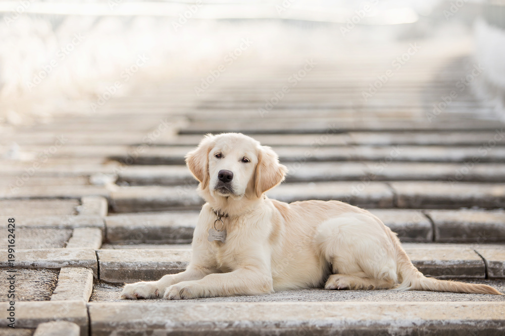 Golden Retriever dog in the winter forest Golden Retriever dog in the winter forest