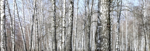 Trunks of birch trees in forest © yarbeer