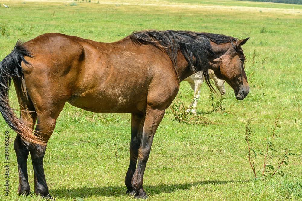 an old horse grazes on a green field in summer an old horse grazes on a green field in summer