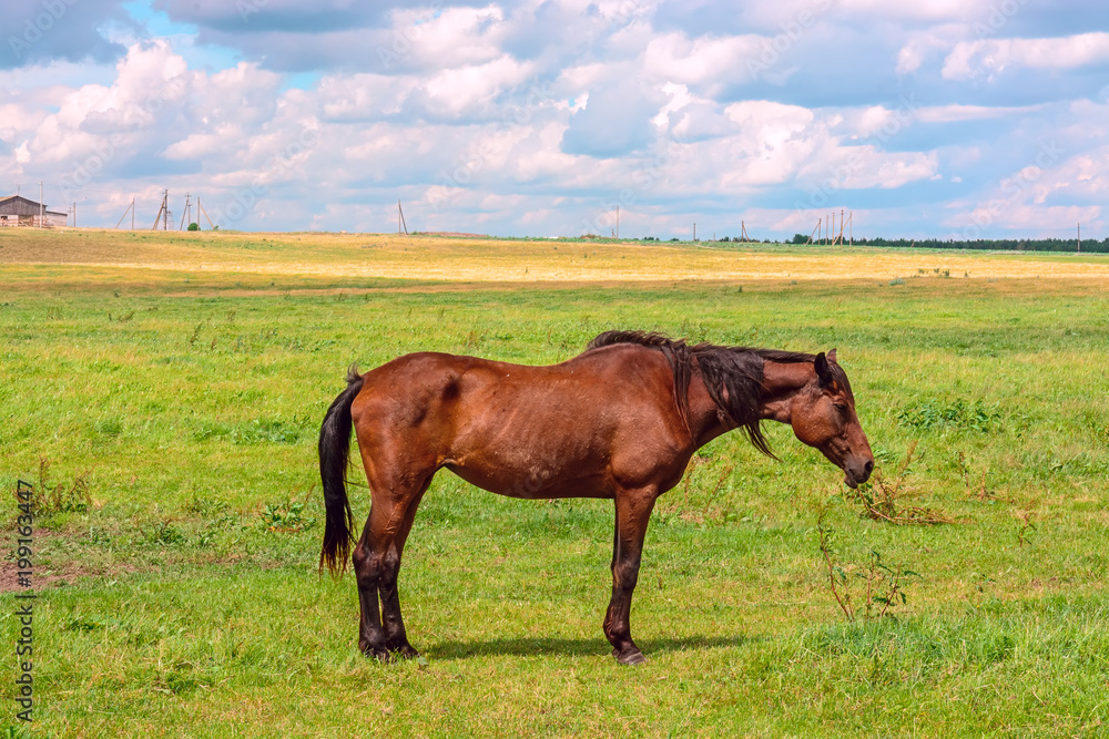 an old horse grazes on a green field in summer an old horse grazes on a green field in summer