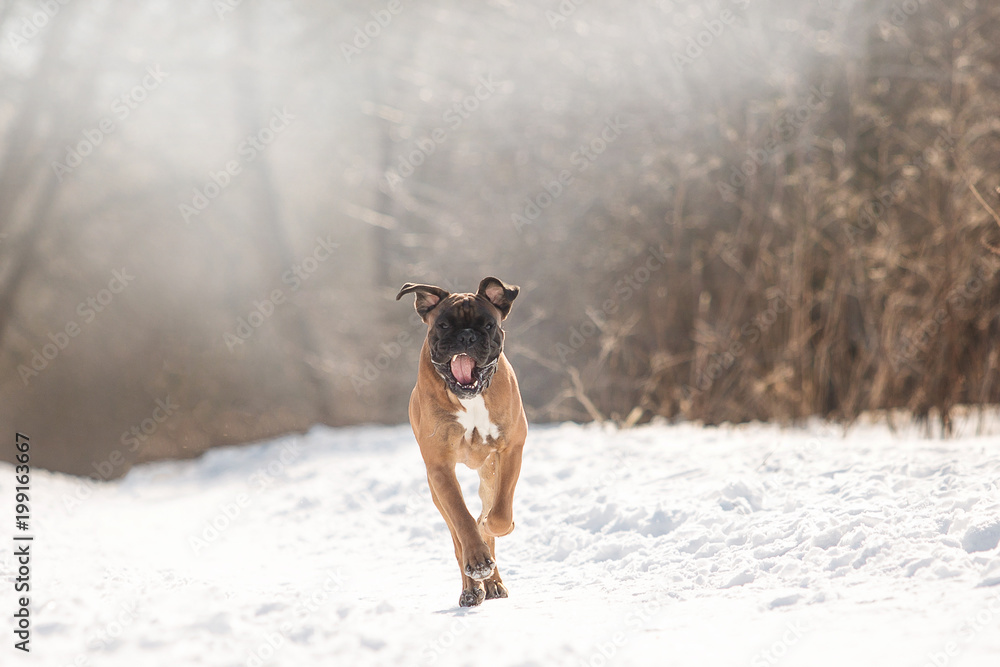 Dog Boxer in the winter forest Dog Boxer in the winter forest
