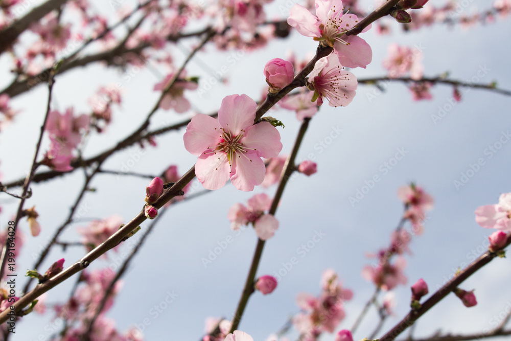 Kirschblüten 