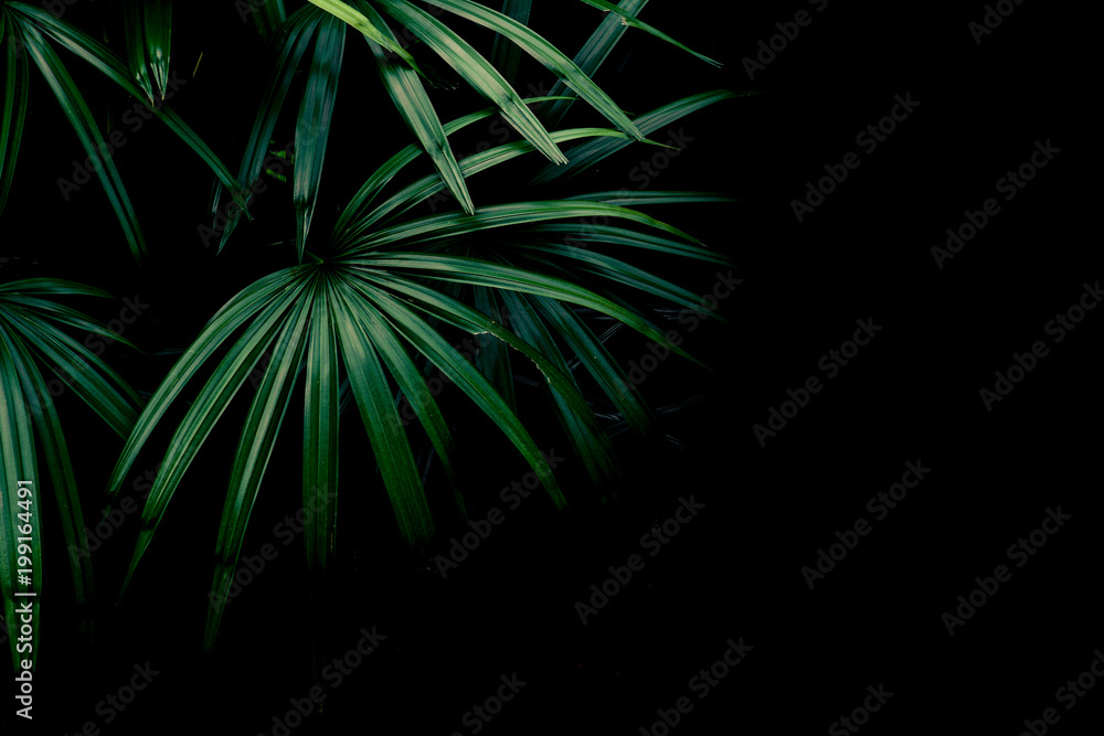 green palm leaf wall