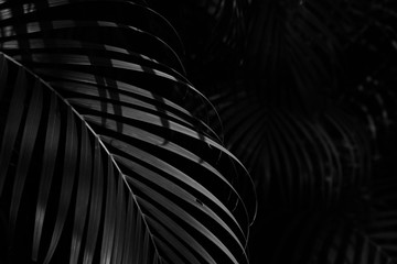 palm leaf in the forest - monochrome