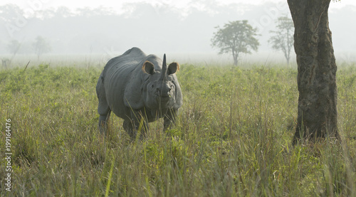 Rhino