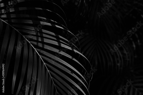 palm leaf in the forest - monochrome