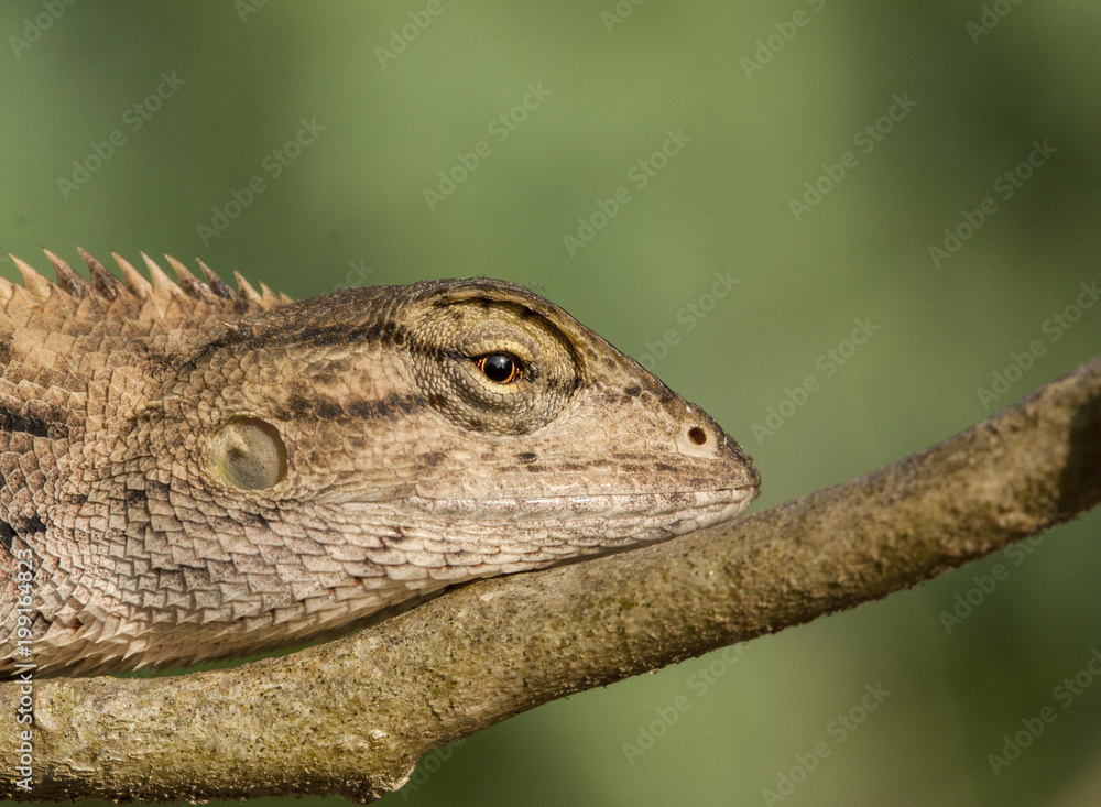 Reptile Reptile