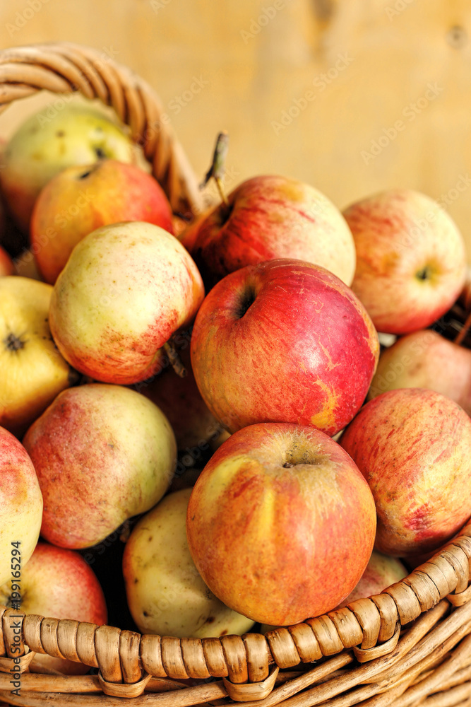 Bright tasty ripe apples in a basket Bright tasty ripe apples in a basket