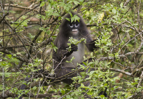 Phayre Leaf Monkey