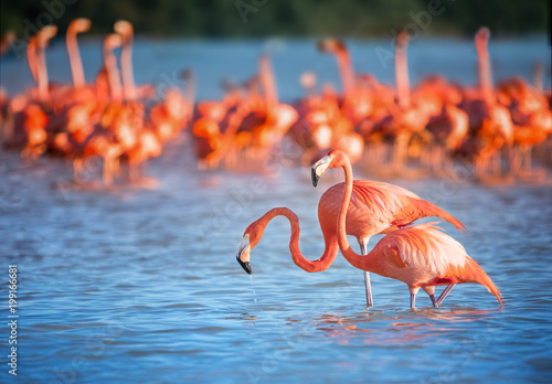 Two flamingos in water photo