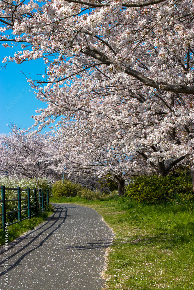 Cherry blossom rows along the Toyoda River in Mobara city, Chiba Prefecture, Japan