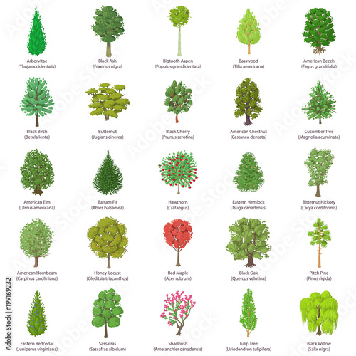 Tree types icons set, isometric style