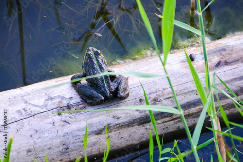 The common frog (Rana temporaria) mating, also known as the European common frog, European common brown  frog, or European grass frog, is a semi-aquatic amphibian
