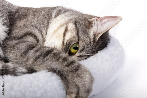 Tableau sur toile Retrato de gato acostado