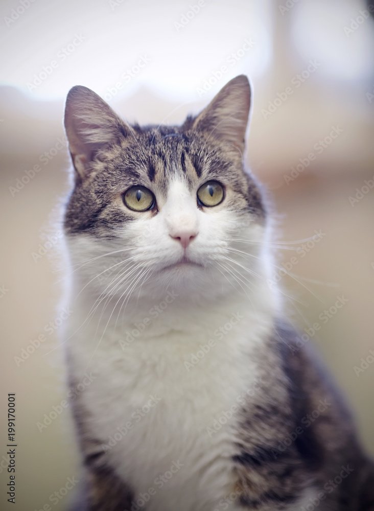 Portrait of the domestic cat