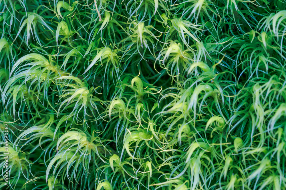 Close-up macro photo of green moss. Nature background concept. Close-up macro photo of green moss. Nature background concept.