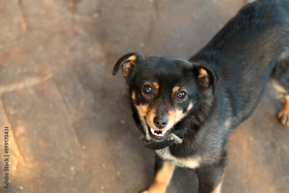 a small black dog grinning at the author a small black dog grinning at the author