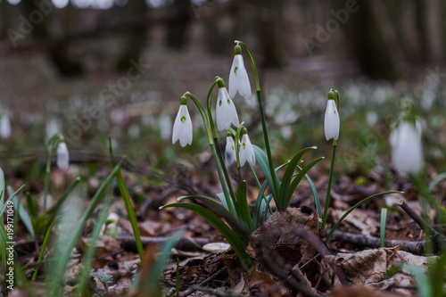 Galanthus, snowdrop three flowers against the background of trees. © Maryna