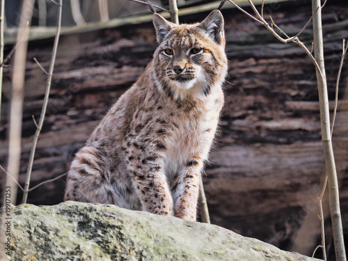 Scandinavian lynx, Lynx lynx lynx, resting on a boulder
