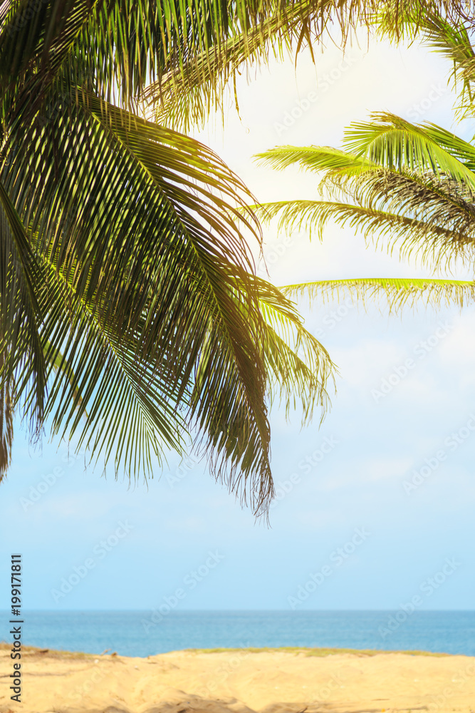 exotic beach with palm trees on the beach