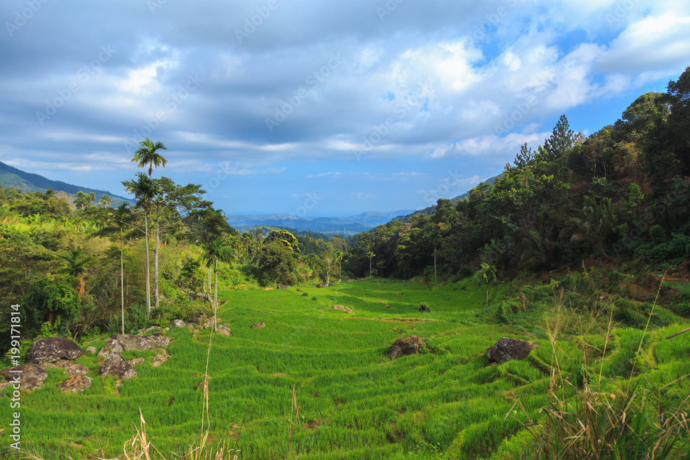 rice fields in the mountains among palm trees on the sky background