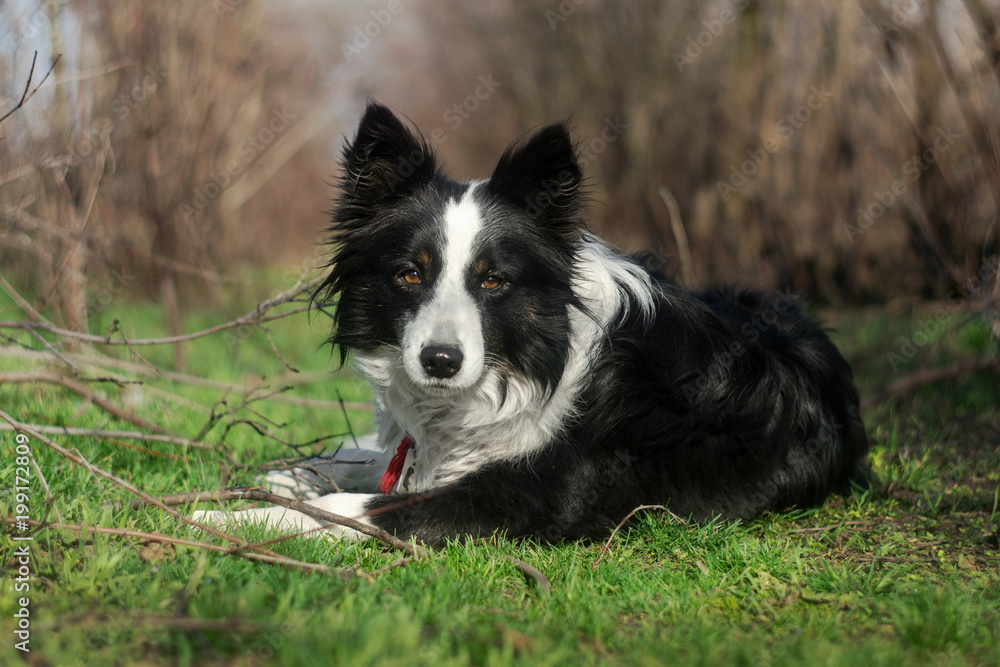 border collie dog walking on a spring meadow