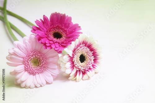 three gerbera flowers in pink and white on a bright background with copy space, greeting card for valentine's or mother's day with copy space