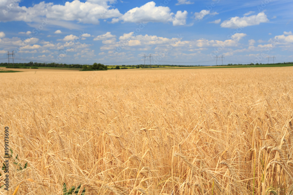 Field of wheat under cloudy sky