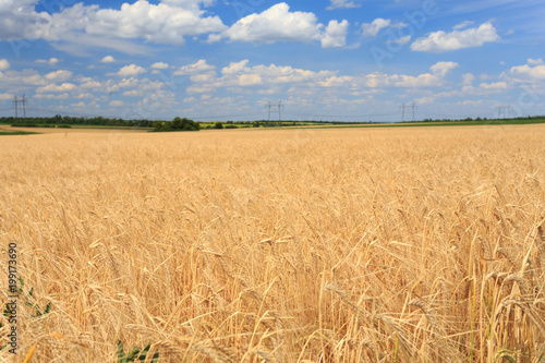 Field of wheat under cloudy sky
