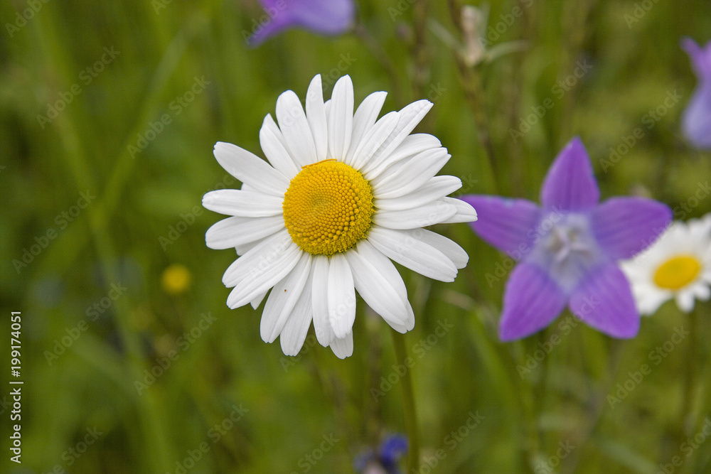 Zwei Wiesenschönheiten im Frühsommer Zwei Wiesenschönheiten im Frühsommer