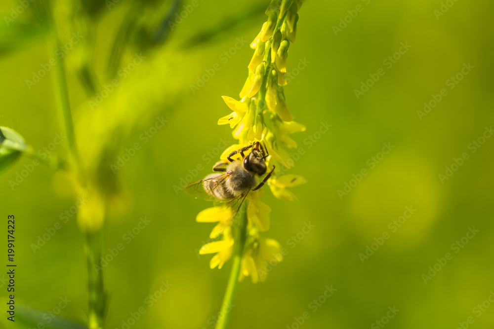 honey-laiden bee with the yellow pollen on foot collects the nectar from the flower Melilotus officinalis, yellow sweet clover, yellow melilot, ribbed melilot, common melilot honey-laiden bee with the yellow pollen on foot collects the nectar from the flower Melilotus officinalis, yellow sweet clover, yellow melilot, ribbed melilot, common melilot