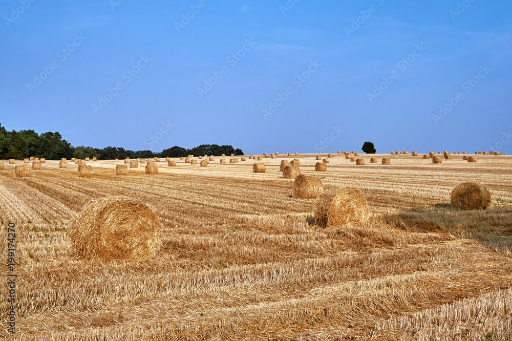 Rural landscape with large round bales after harvest in Poland.