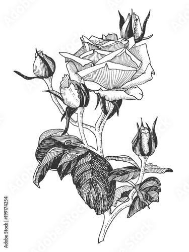 Sketch rose blossom flower with leaves on a brunch, hand drawn floral etching design, isolated on white background. Vector hatching illustration.
