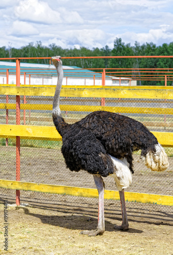 Somali ostrich walks on a farm in Siberia