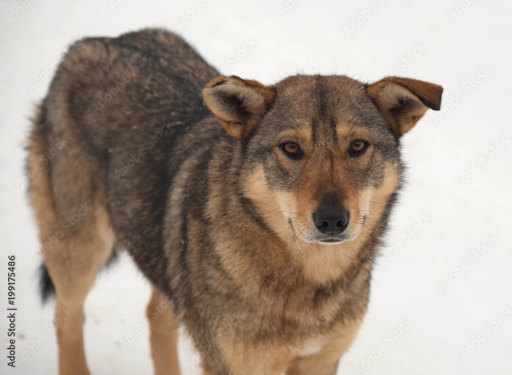 Brown homeless dog stands on snow