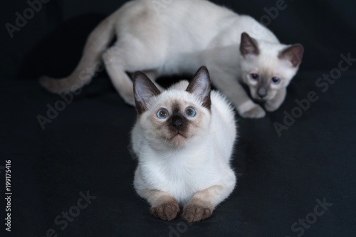 Two Thai kitten with blue eyes playing on black © Hanna Darzy