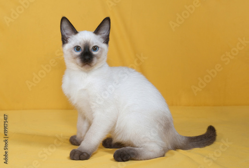 Thai kitten with blue eyes sits on yellow © Hanna Darzy
